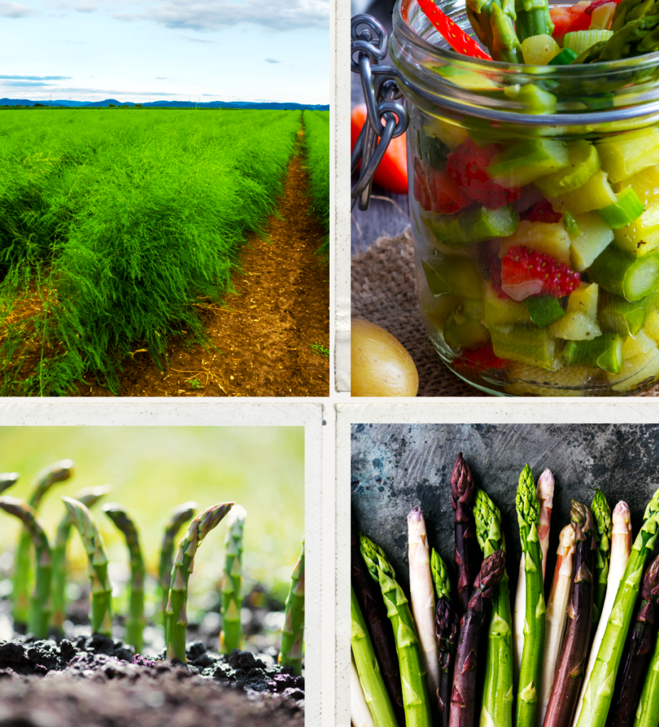Clockwise from upper left. Asparagus field, pickled asparagus, the varieties of asparagus, asparagus spears appear in mid spring before the foliage emerges.