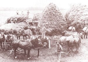Farm Days Gone By