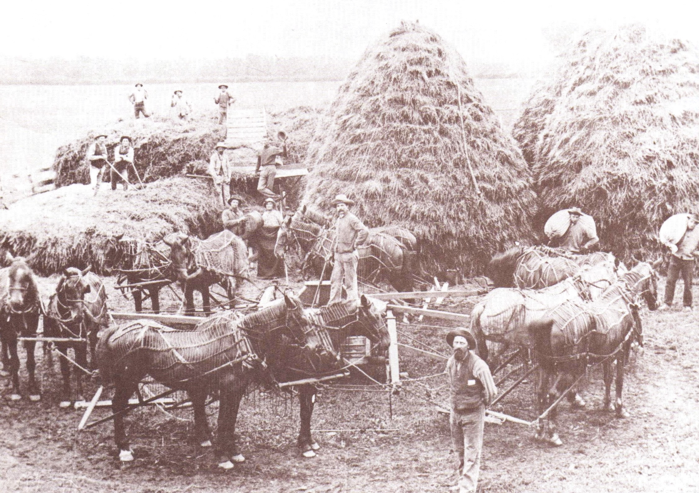 When the grain was ripe, farmers would gather together to get the threshing done, as they did here in this picture from the Crete Historical Society from around 1899. John Saller, Carl Rinker, William Saller and Ernest Rinne are threshing at the Rinne Farm at the corner of what is now Exchange Street and Interstate 394. Teamster James Williamson is standing on the gearbox.