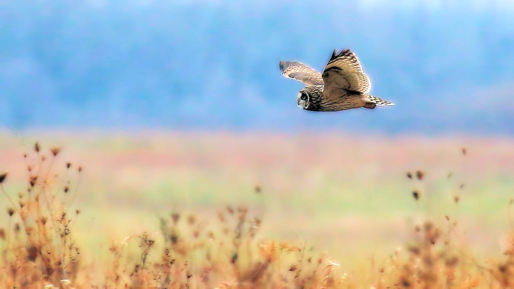 A short-eared owl flies over the Group 63 Trail at Midewin National Tallgrass Prairie. The trail is located near the Iron Bridge Trailhead.Photo by Ken Murphy.