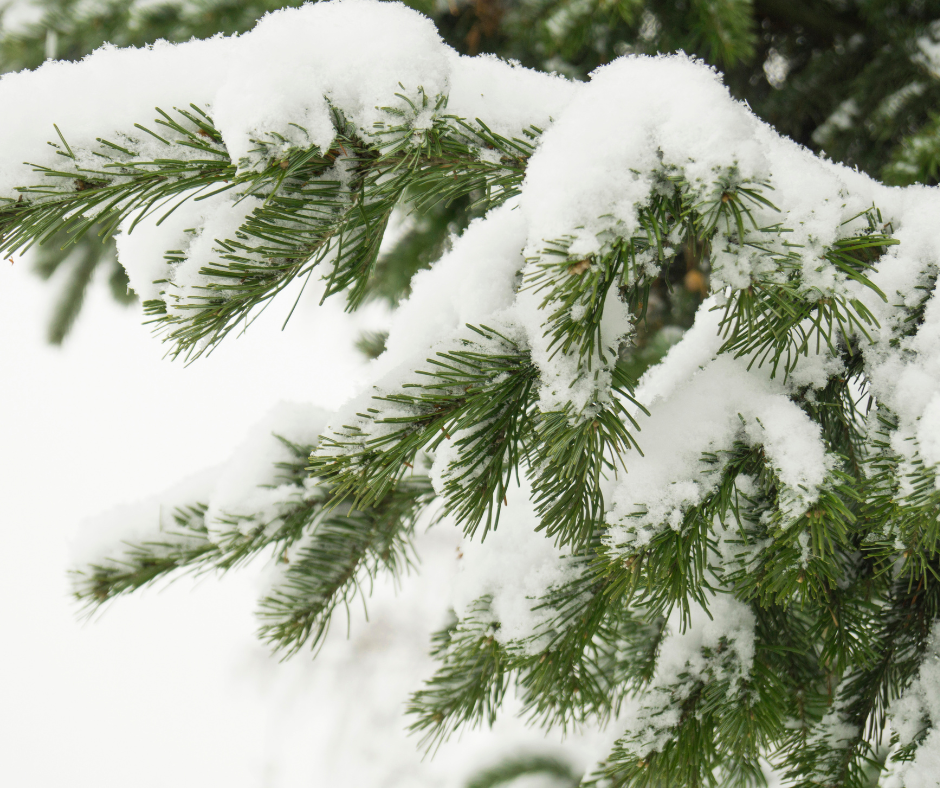 Snow is pretty on branches, but too much of a good thing can cause damage.
