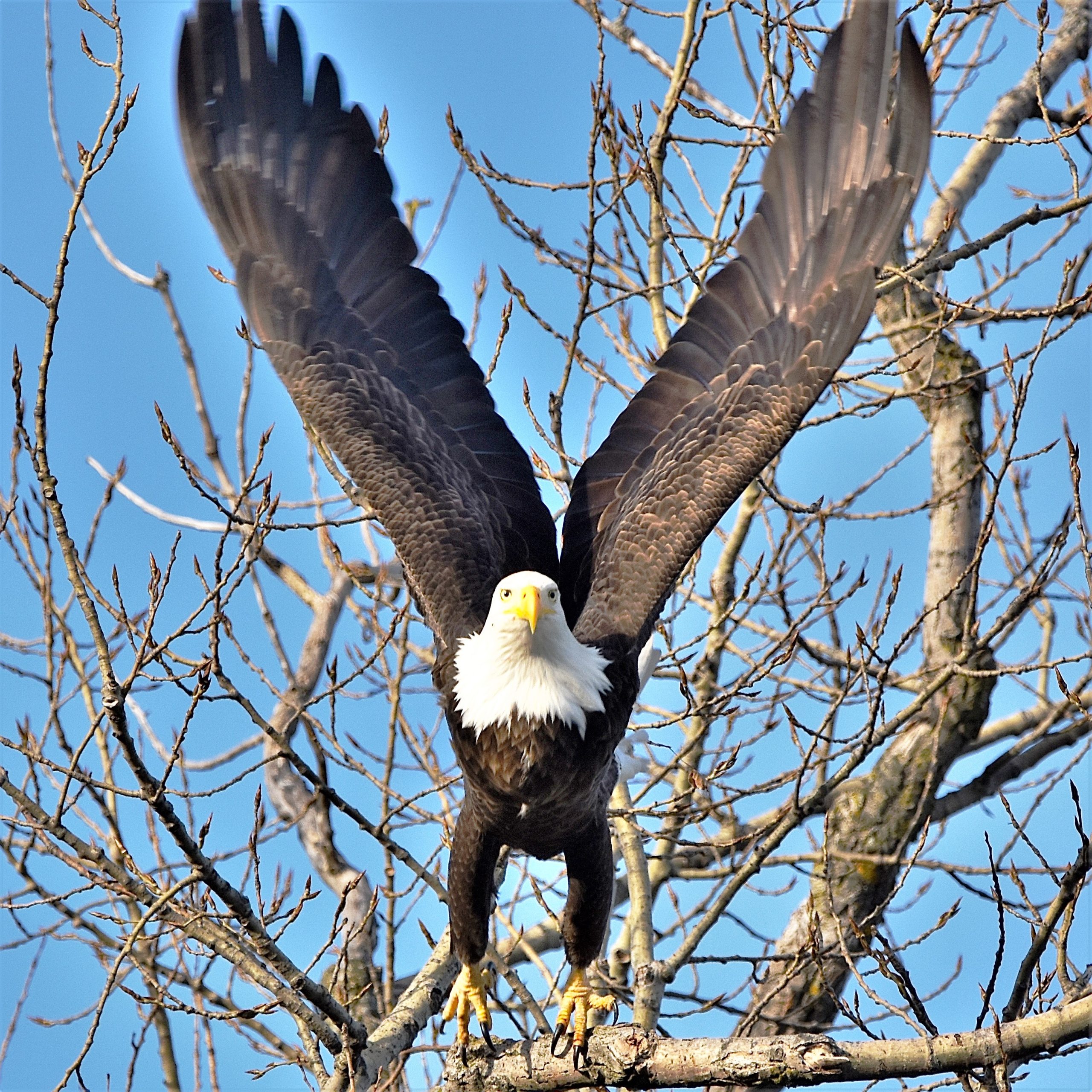 An eagle with outstretched wings in the shape of a “V” signaled a victory for photo contest participant Bertrand Leclercq of Naperville, who won November’s portion of the Forest Preserve District of Will County’s Preserve the Moment Photo Contest, which began in May. One more monthly winner will be chosen for December before the Forest Preserve District's 2022 contest concludes on Dec. 31. Leclercq's stunning photo of an eagle lifting off from a branch at McKinley Woods preserve in Channahon was one of five photos selected by judges from all entries. The five photos were voted on by members of the public on the District’s Facebook page. Leclercq said he enjoys going into Will County forest preserve to take photos. Monthly winners each receive a $75 Visa gift card and all entrants receive a participation gift. Overall contest winners will be chosen in January from among the eight monthly winners, with $500, $250 and $150 Visa gift cards to be awarded for first, second and third place, respectively. Three random drawings also will be held for all contest participants and those three winners will each receive a $75 Visa gift card. All prizes are funded by The Nature Foundation of Will County.