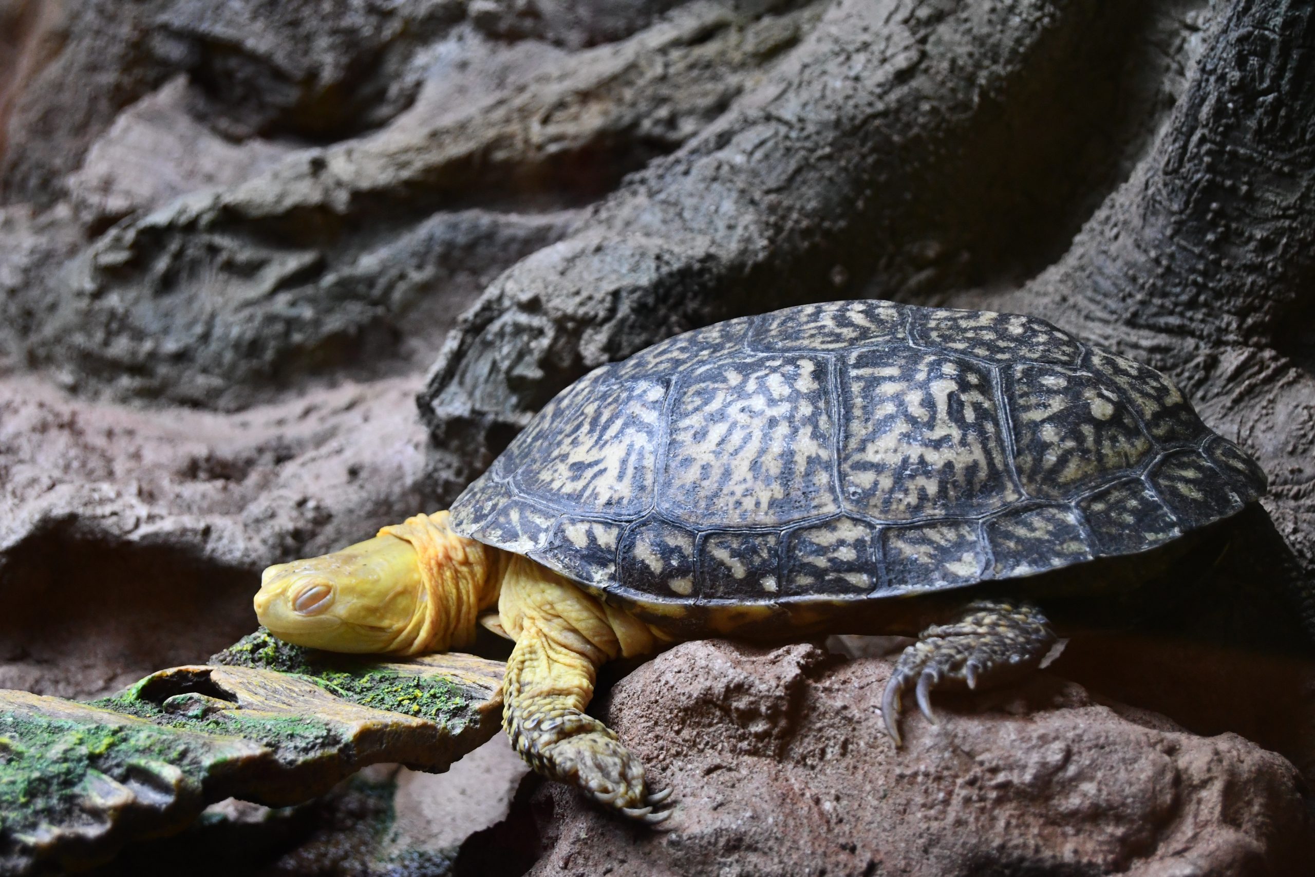 Learn more about state-endangered Blanding’s turtles by tuning in to the Forest Preserve District of Will County’s Christmas on Turtle Island Zoom webinar on Dec. 23. (Forest Preserve staff photo | Glenn P. Knoblock)