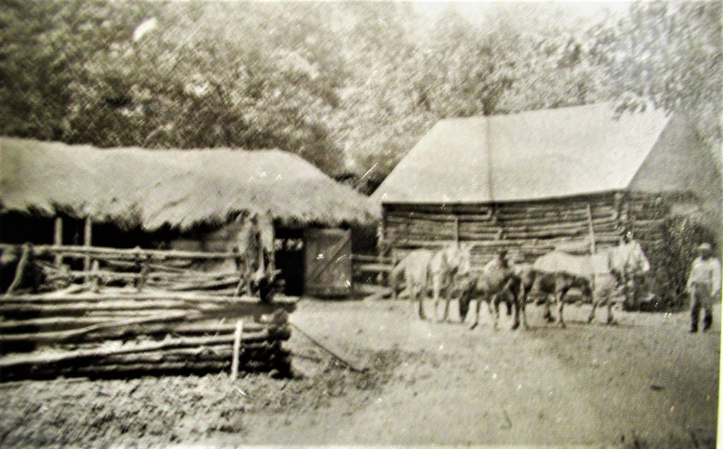An early farm in Custer Township. Note the use of small trees for building.