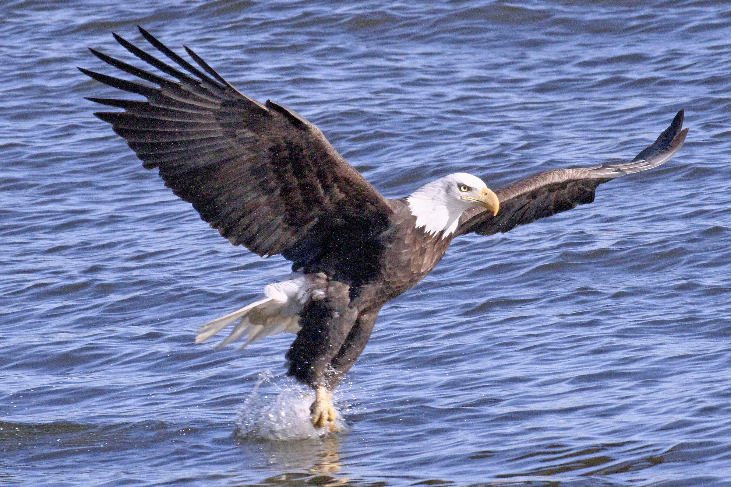 Hike to see bald eagles gathered along the Des Plaines River during the Forest Preserve District of Will County’s Eagle Watch on Saturday, Jan. 14, at Four Rivers Environmental Education Center in Channahon. Live bird shows featuring an eagle and owls will be presented inside the facility. (Photo courtesy of Paul Dacko)