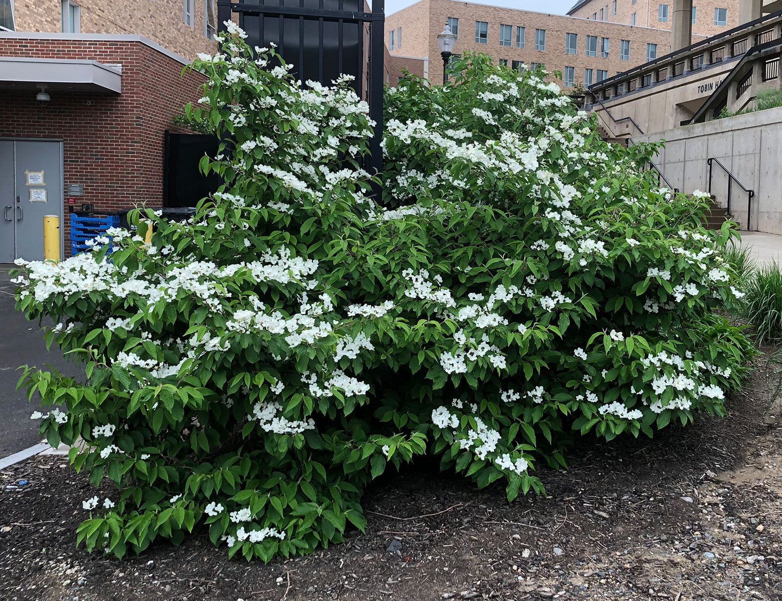 Vibranums are low-maintenance plants that offer it all: subtle flower beauty, fruit for wildlife, and many have stunning fall color. And birds will love them.