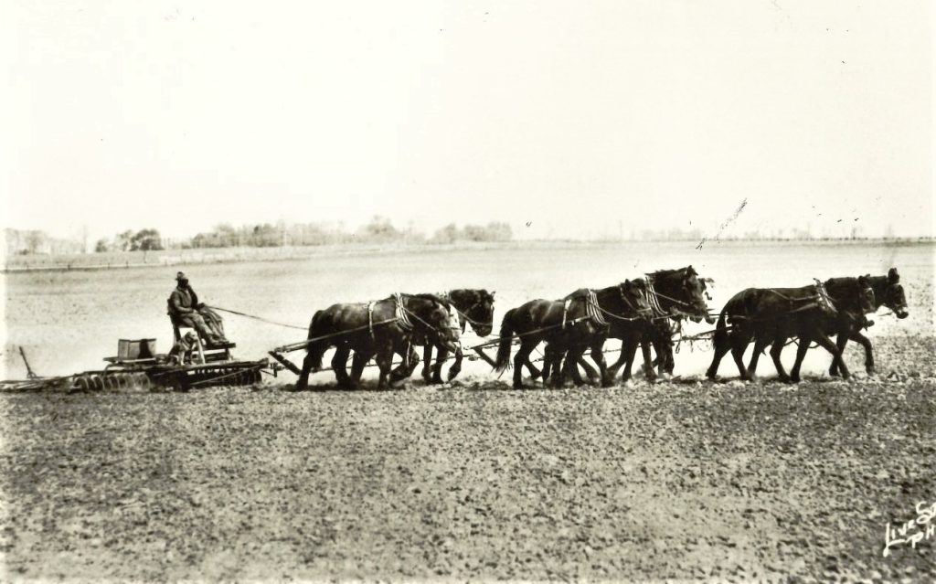 Willard Seltzer, accompanied by his son and dog, drives the eight-horse mule hitch pulled by two mules, Jack and Jinny on the William L. Seltzer farm in Manhattan Township in 1926.