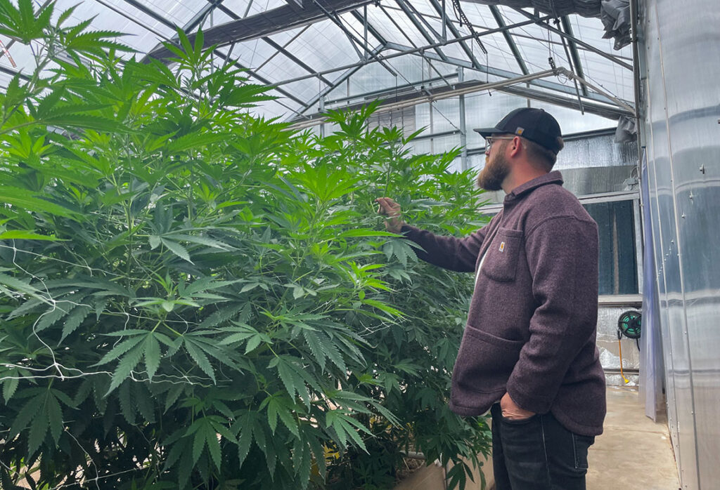 Intoxicating hemp remains unregulated in Illinois following legislative inaction
