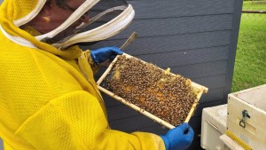 Illinois beekeepers battle losses, costs to keep hives buzzing