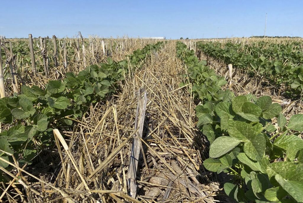 Illinois governor moves to slash cover crop funds despite rising demand Illinois governor moves to slash cover crop funds despite rising demand