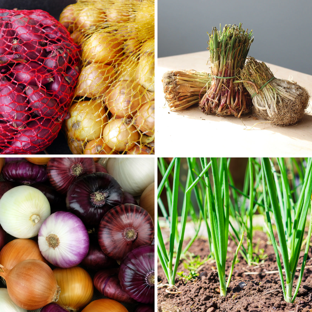 Clockwise from upper left: Onion sets are the easiest and most economical way to grow onions in your garden; onion plants are a great option if you are looking for specific varieties, green onions (or scallions) are quick from set to harvest (four to six weeks), red, yellow, white—there is an onion for every taste!