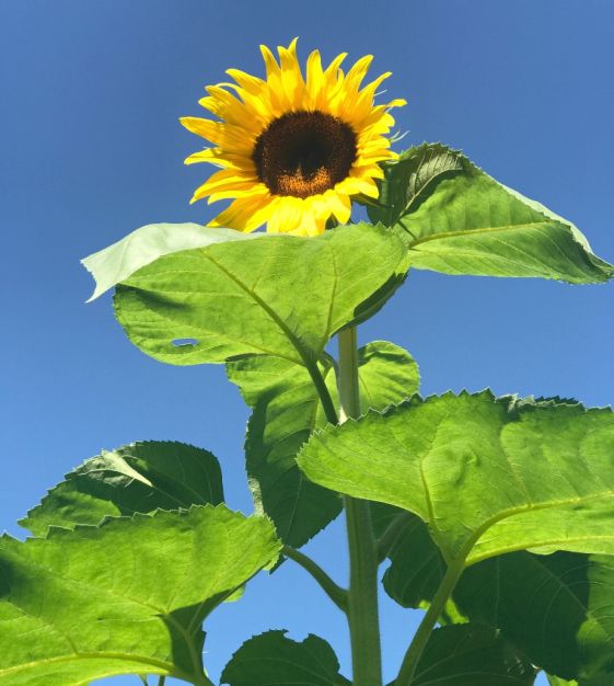 The American Giant Sunflower has a particularly strong neck that prevents it from bending and breaking as it grows.