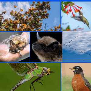 And away we go … or not — Fall Migration in Illinois