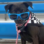 County, Chicagoland Speedway Partner for ‘Every Pet Deserves a Victory Lap’