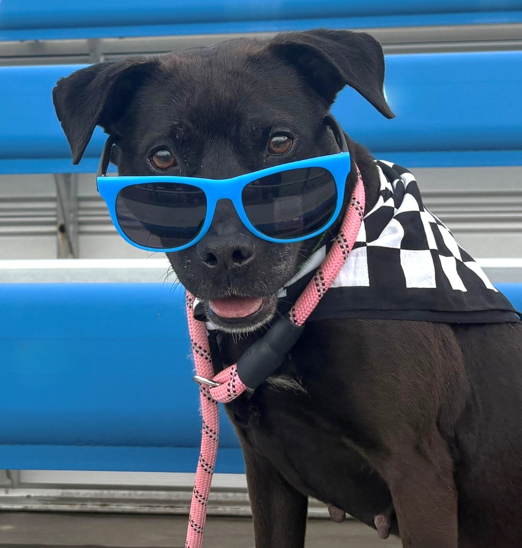 Apple Pie, one of several adoptable dogs at Will County Animal Protection Services, poses for a picture at the Chicagoland Speedway. As part of the “Every Pet Deserves a Victory Lap” campaign, adoption fees have been waived between June 10 and July 10, 2026.