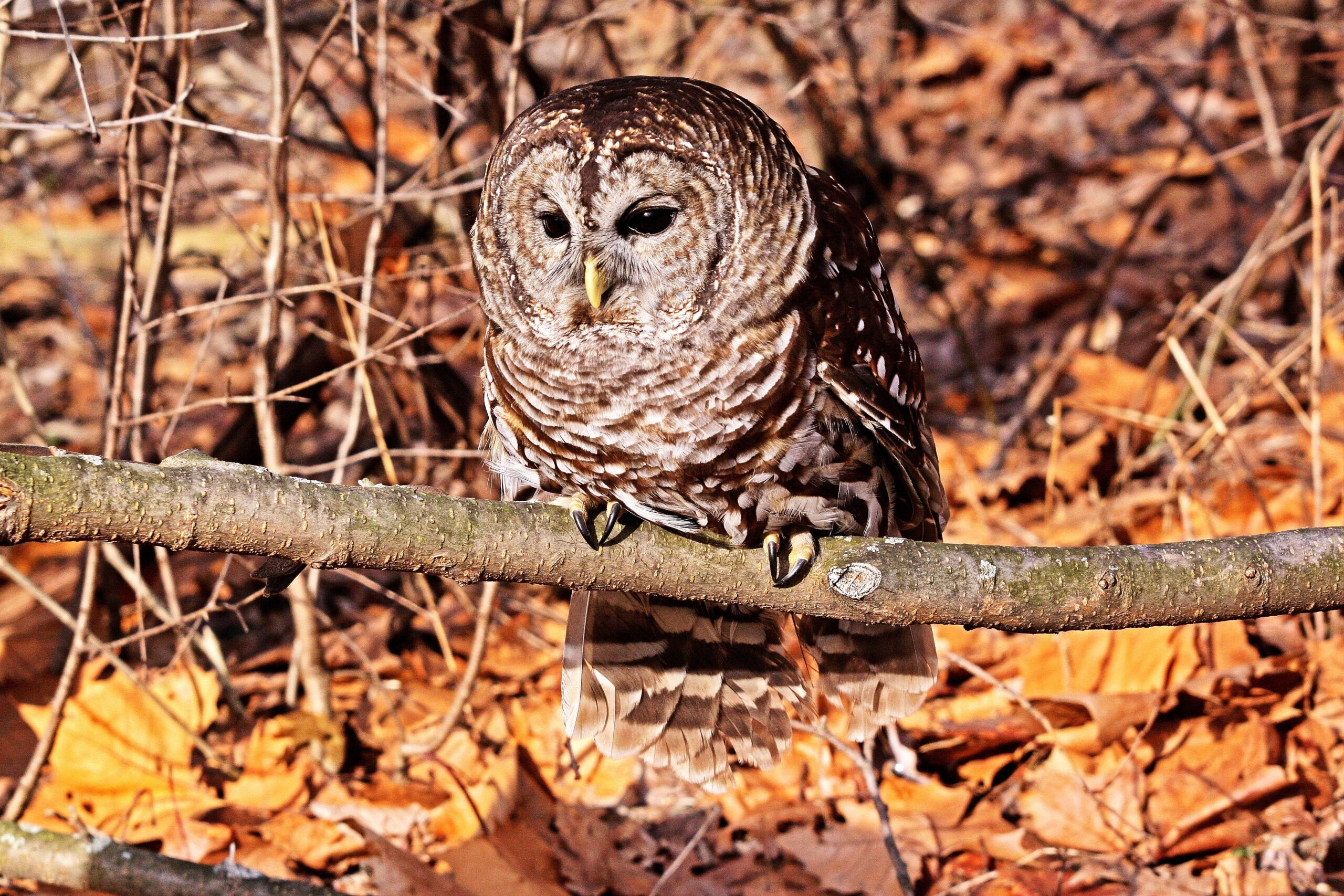 Learn about owls and dissect an owl pellet during a Hoot Hike and Pellet Prowl on Nov. 7 at Isle a la Cache Museum in Romeoville. (Forest Preserve photo | courtesy of Paul Dacko)