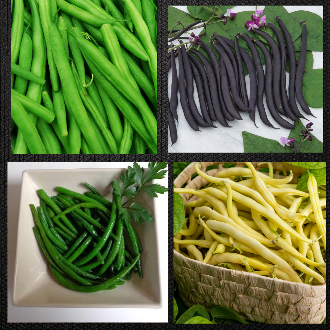 Clockwise from upper left: bush green beans; purple variety beans; wax beans; French green beans (haricots verts)