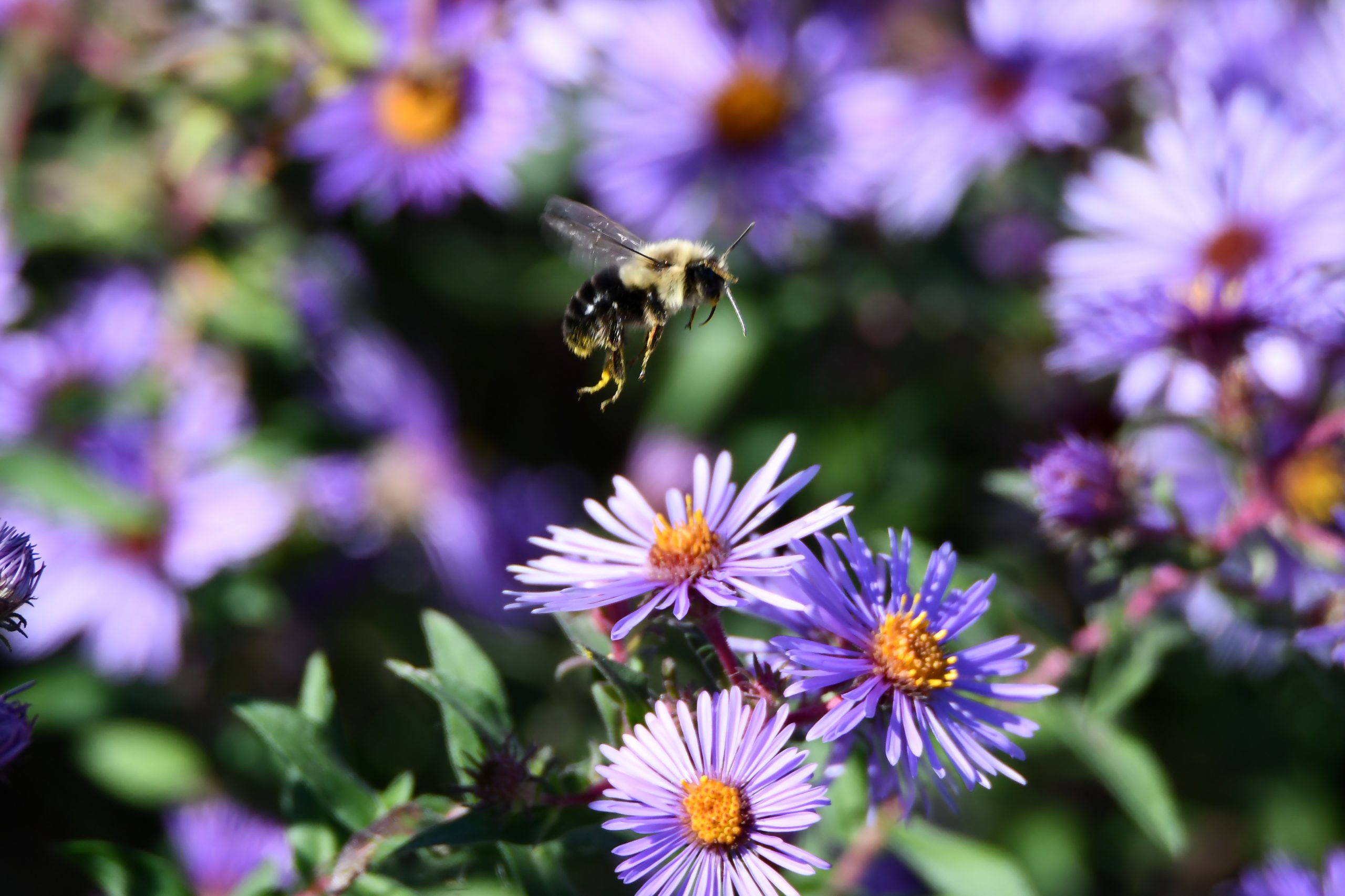 Bee-McKinley-Woods-Glenn_P_Knoblock-Oct-2022_7901