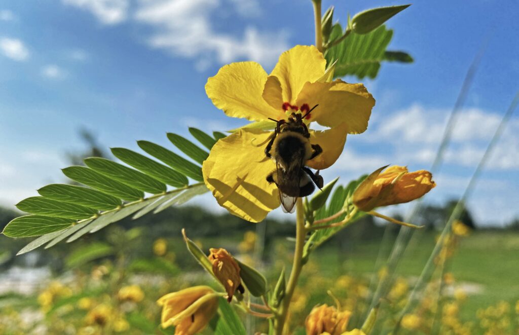 The Forest Preserve District of Will County’s Isle a la Cache Museum will host a free, all-ages Pollinator Party from 10 a.m. to 2 p.m. on Saturday, June 13. (Forest Preserve photo | Chad Merda)