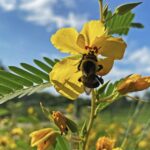 Pollinator Party Returns to Isle a la Cache With Live Bats, Native Plants and Family Fun 