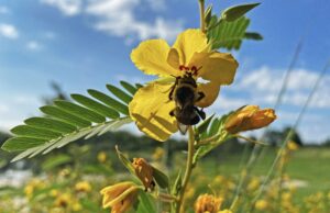 Pollinator Party Returns to Isle a la Cache With Live Bats, Native Plants and Family Fun 