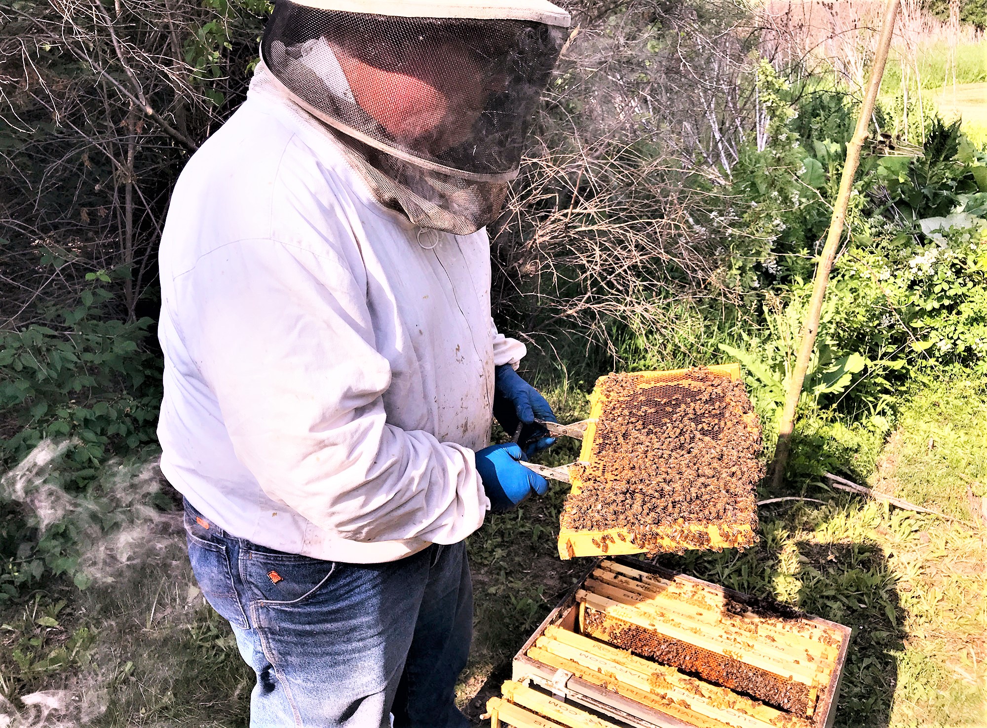 Feb. 17 is the deadline to register for the Forest Preserve District of Will County’s six-session Introduction to Successful Beekeeping Workshop at Plum Creek Nature Center in Crete Township. (Photo by Forest Preserve staff | Chad Merda)