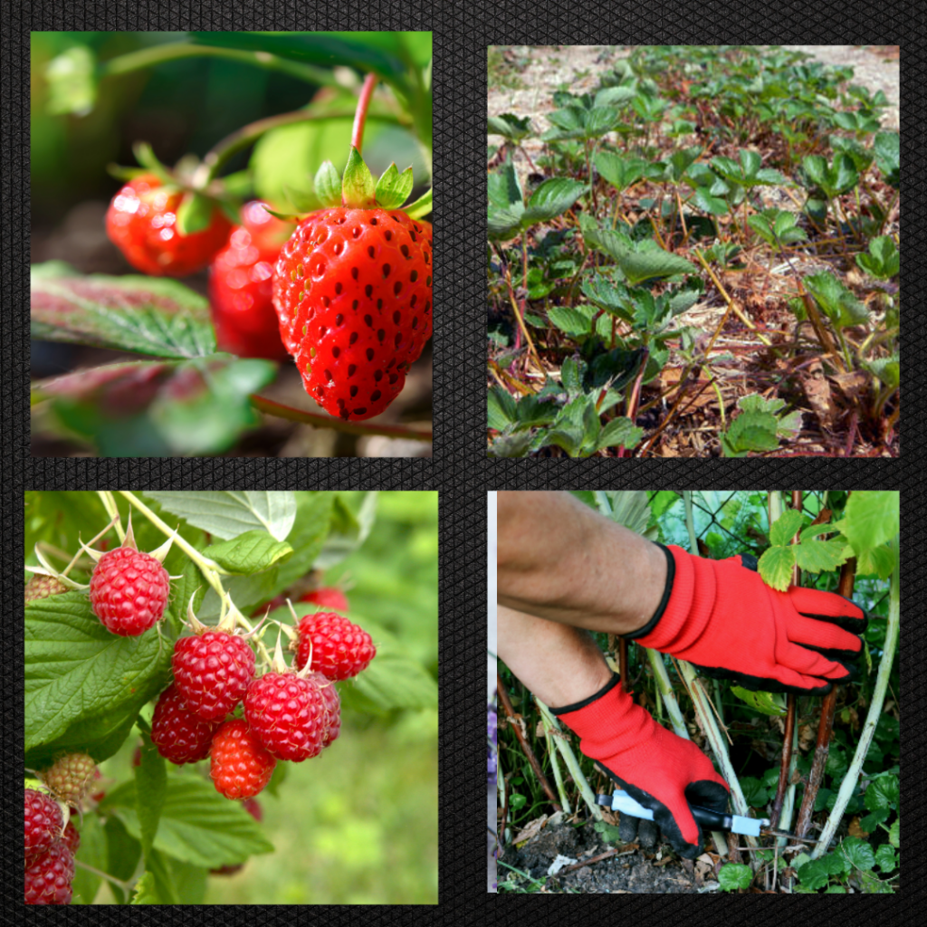 Clockwise from upper left: June bearing strawberries produce a large crop early in the season; renovation of June-bearing strawberry plants every three years; Pruning raspberries also depends on which variety you have—primocane (fall bearing) versus florocane (summer bearing); Fall bearing raspberries.
