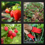 Berry Good … Strawberry and Bramble Berry Care in June
