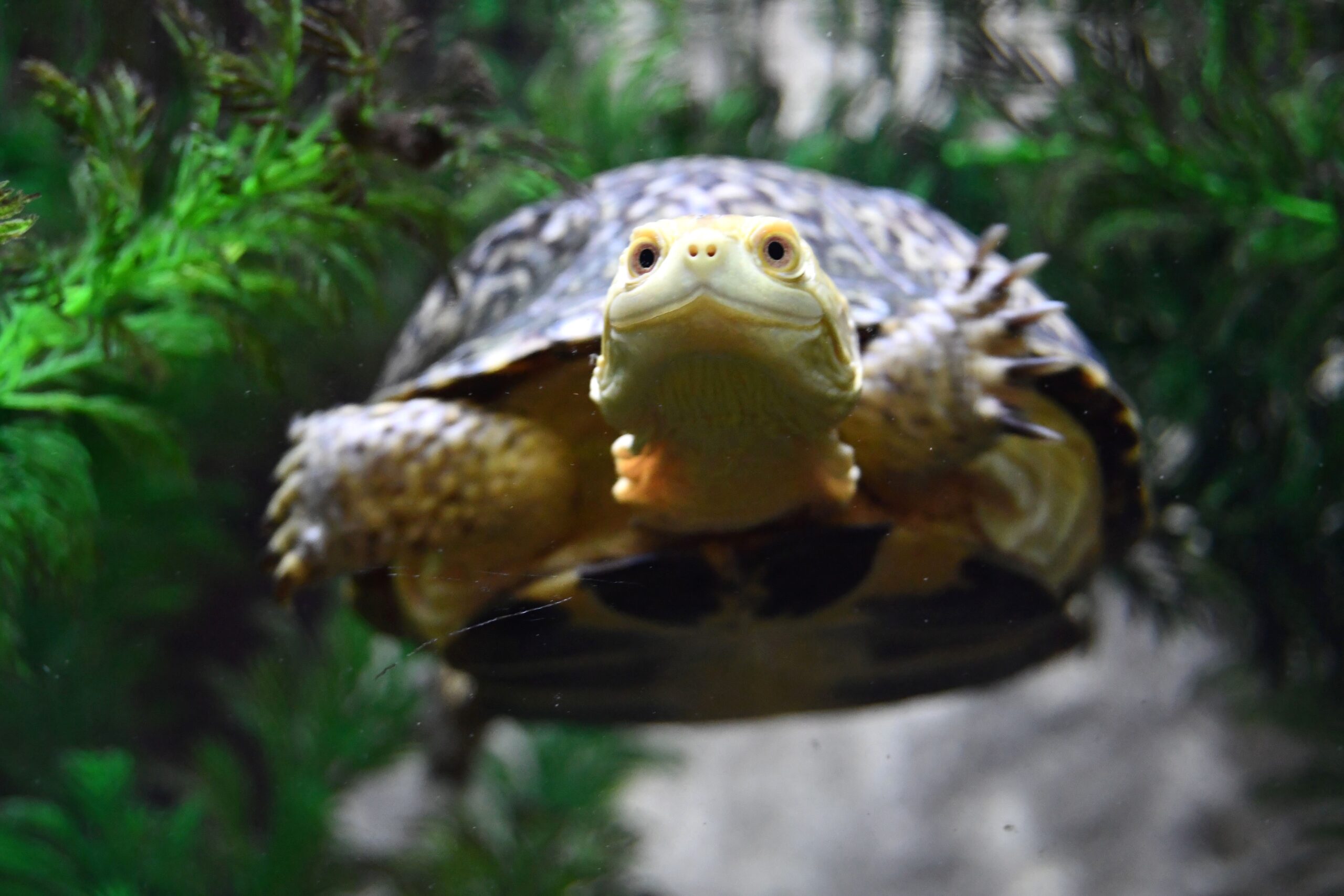Learn the story of Blanding’s turtles and why they are endangered during a Turtle Tuesday program on July 2 at Isle a la Cache Museum in Romeoville.