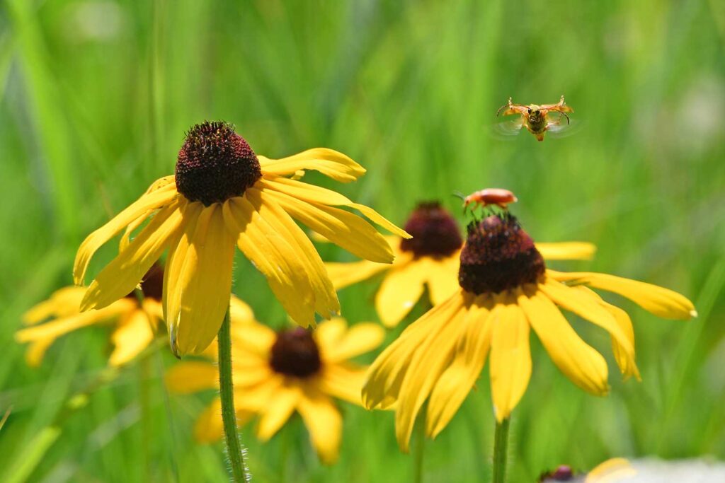 June is all about native plants and pollinators at the Forest Preserve District of Will County. Sign up for an Intro to Gardening for Wildlife program, check out a Pollinator Party and buy native plants for your own garden at The Nature Foundation of Will County’s plant sale. (Forest Preserve photo)