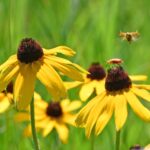 Will County Forest Preserve Programs