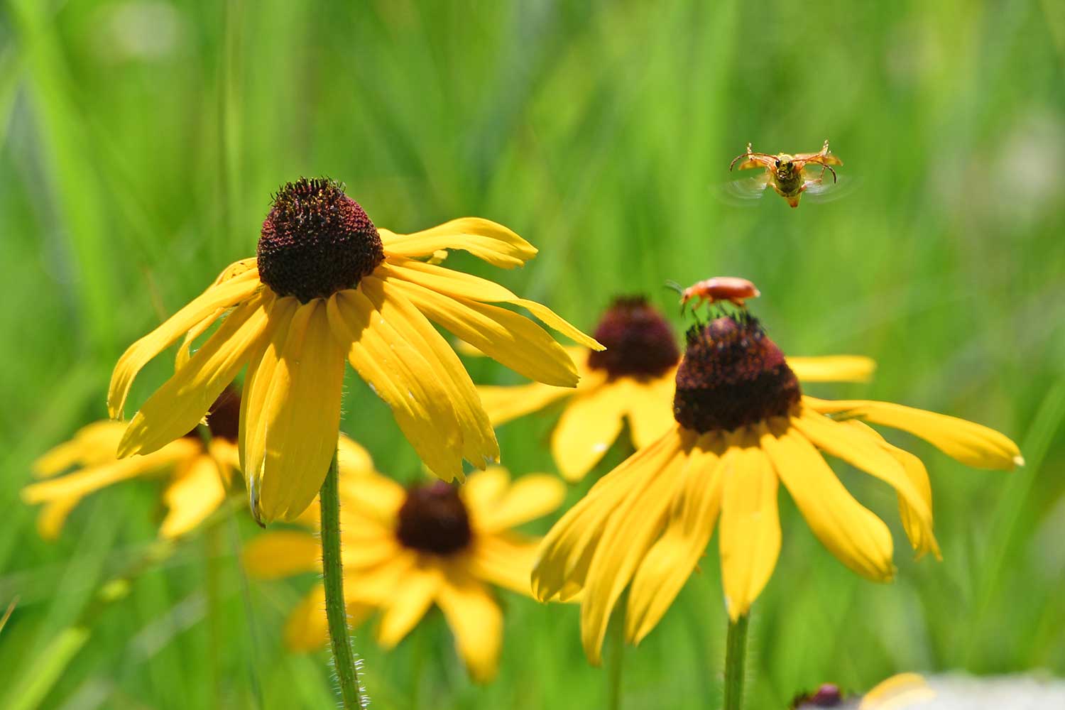 June is all about native plants and pollinators at the Forest Preserve District of Will County. Sign up for an Intro to Gardening for Wildlife program, check out a Pollinator Party and buy native plants for your own garden at The Nature Foundation of Will County’s plant sale. (Forest Preserve photo)