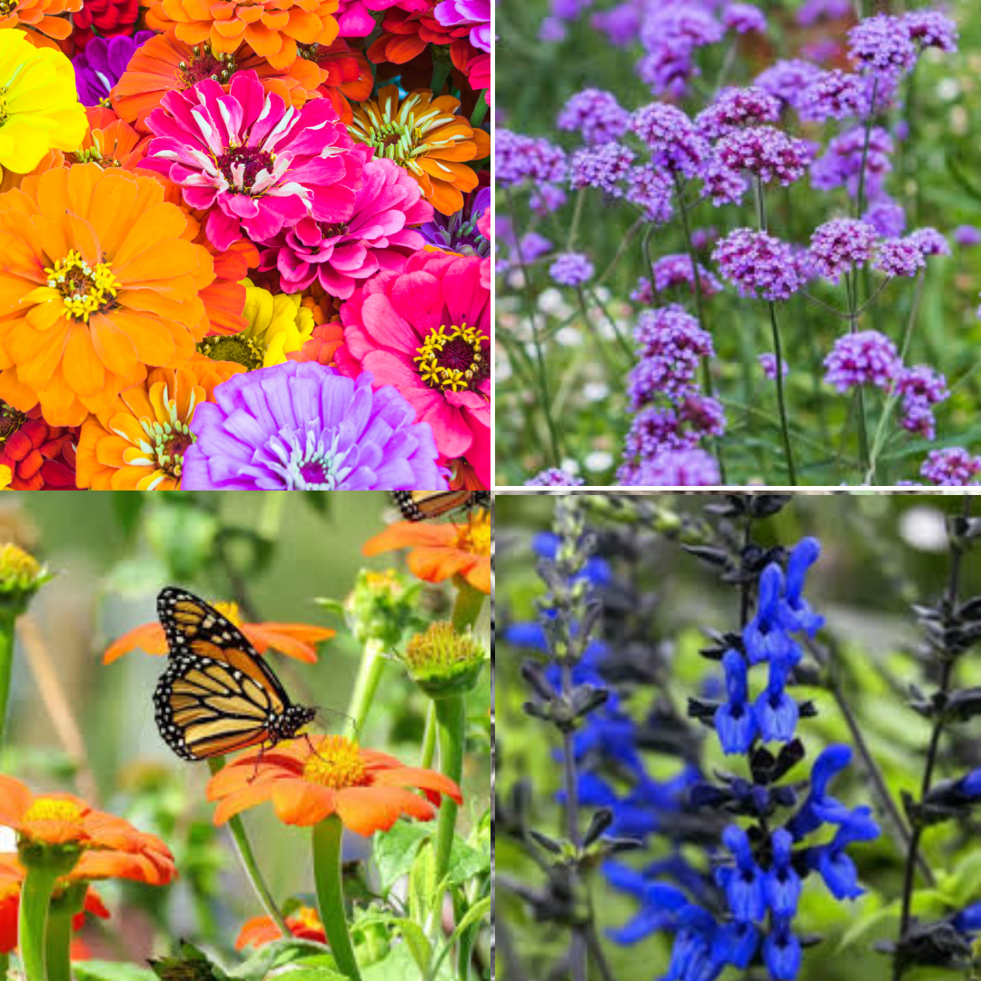 Butterfly Magnets: From Upper Left: Zinnias, Verbena boneriensis, Black and blue salvia, and Tithonia