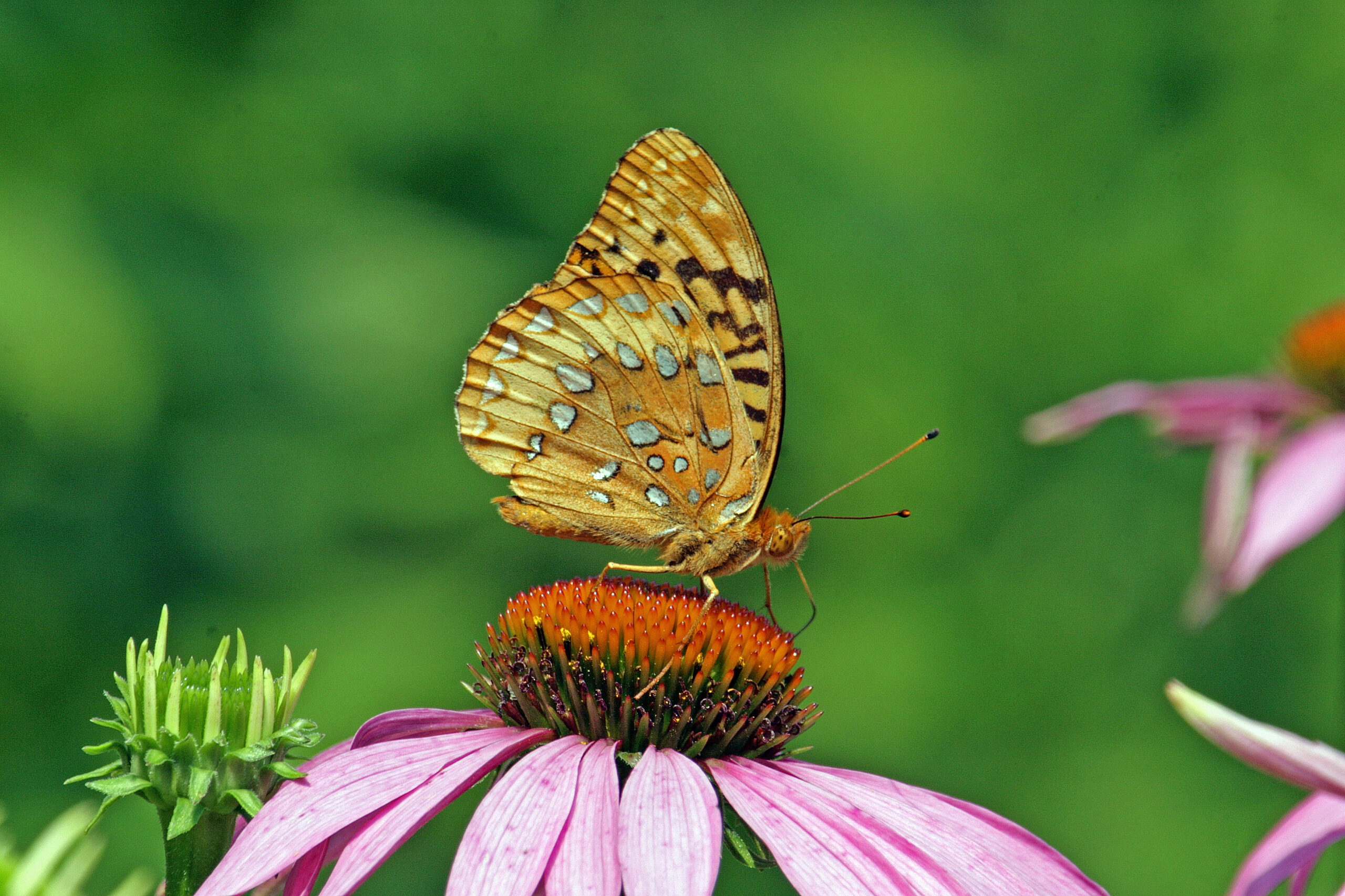 Isle a la Cache Museum in Romeoville will host the Smithsonian Gardens’ ‘Pollination Investigation’ exhibit from April 2 to June 22. (Forest Preserve photo | courtesy of Paul Dacko)