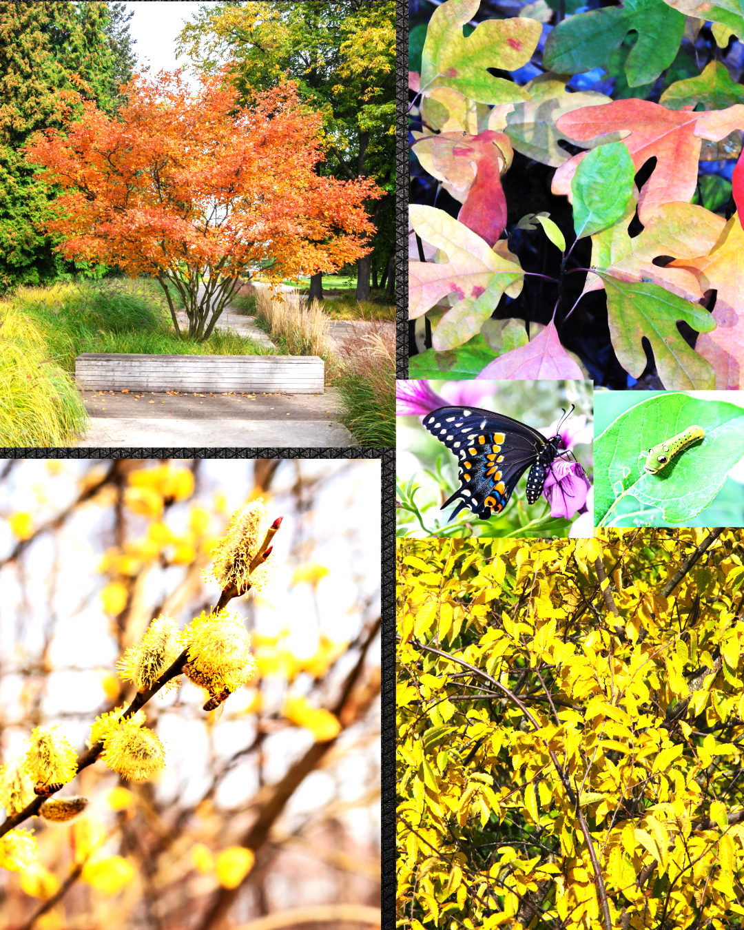 Clockwise from upper left: Serviceberry can be a shrub or understory tree; Sassafras three types of leaves: a glove, ghost, and mitten; Spicebush; Spicebush butterfly and caterpillar use sassafras and spicebush as host plants; pussy willow, an oldie but a goodie, particularly as one of the earliest pollen sources for bees and other pollinators.