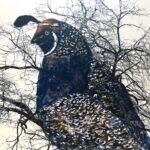 Plum Creek Center Art Exhibit Offers Whimsical Look at America’s State Birds