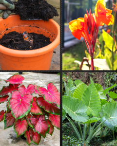 Can-na tropical flower be started in March?