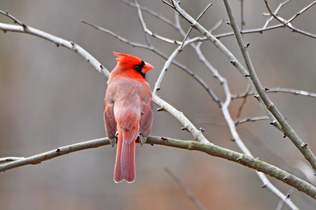 Morning Bird Hike: Start 2024 off on the right foot with the Forest Preserve District of Will County’s Morning Bird Hike on Jan. 6 at Plum Creek Nature Center in Crete Township. (Photo by Forest Preserve staff | Glenn P. Knoblock)