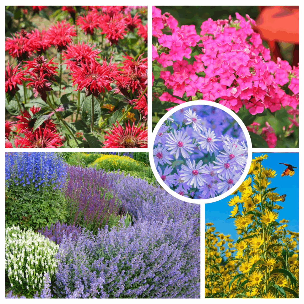 Chelsea Chop (1) Perennials that benefit from an early summer chop in half or thirds (Clockwise from Upper left) : Bee Balm (Monarda), Garden Phlox, Perennial Sunflower (Helianthus spp.), Asters, Catmint (Nepeta) and Salvias.