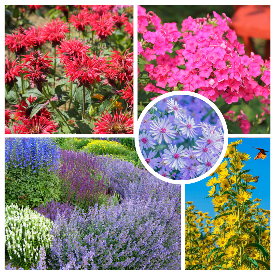 Perennials that benefit from an early summer chop in half or thirds (Clockwise from Upper left) : Bee Balm (Monarda), Garden Phlox, Perennial Sunflower (Helianthus spp.), Asters, Catmint (Nepeta) and Salvias.