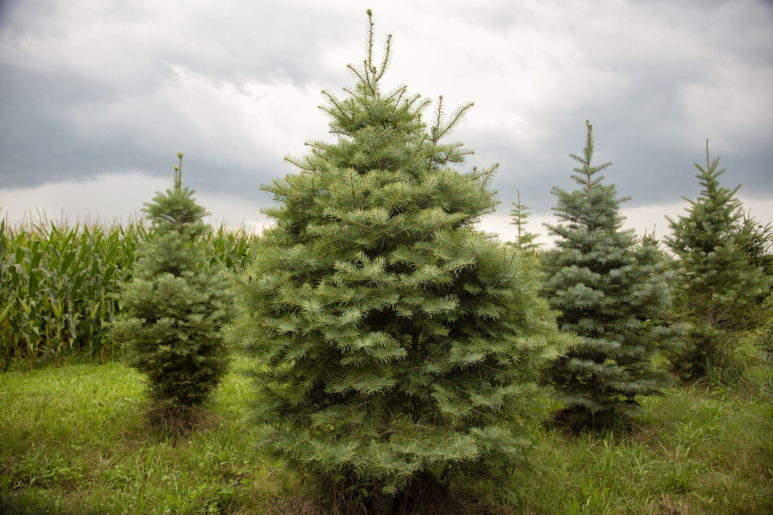 Christmas_Trees_Kankakee_08_17_9 6x9