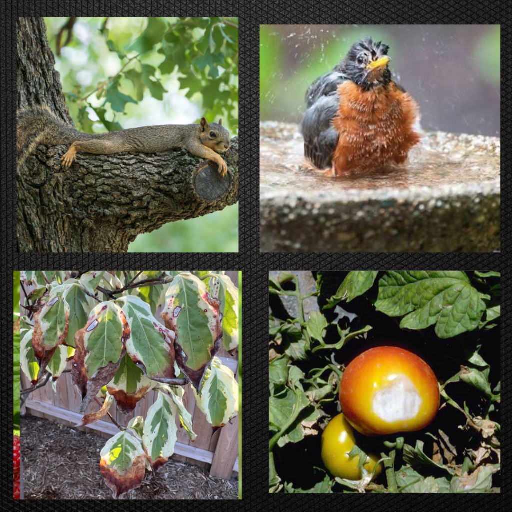 Clockwise from upper right. Squirrel splooting to maximize surface area to cool; American robin in a birdbath; tomato with sunscald, leaves of variegated dogwood browning and curling from heat stress.