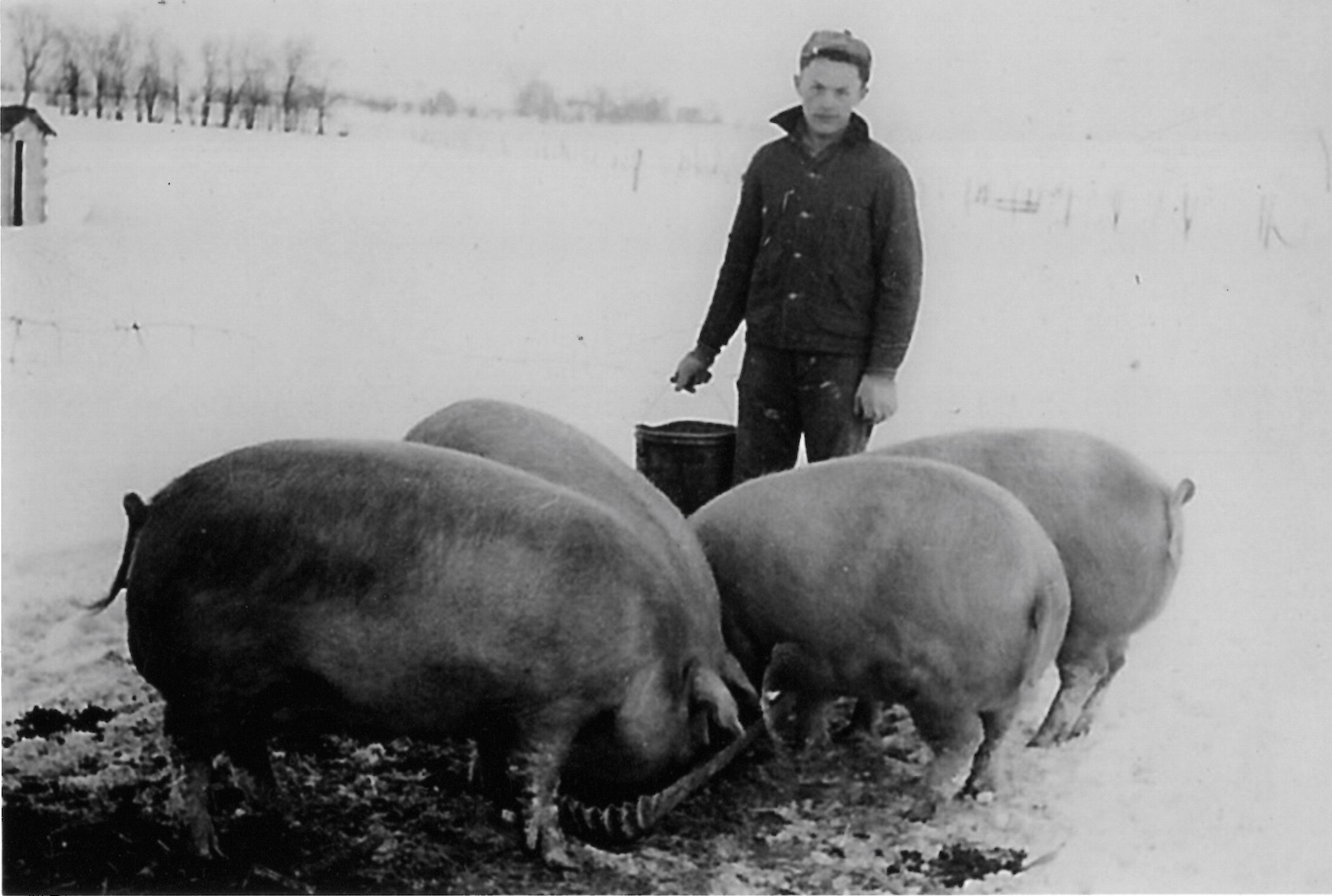 Denise Issert shares this 1949 photo of her Dad, Victor, at 16, with his prize-winning Chester Whites. His hogs won many ribbons from 4H, Kankakee and Will County fairs. Several times they were Grand Champions.