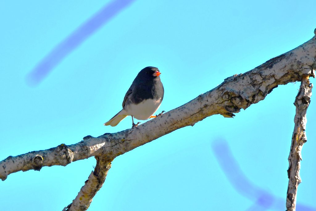 Take a virtual birding hike by tuning in to the Forest Preserve District of Will County’s Birding in the Preserves Zoom webinar on Dec. 7. (Photo by Forest Preserve staff | Glenn P. Knoblock)
