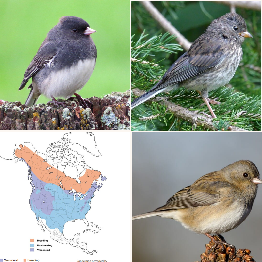 Photos of juncos from top left, clockwise, adult male, juvenile male, female, nesting/winter ranges.