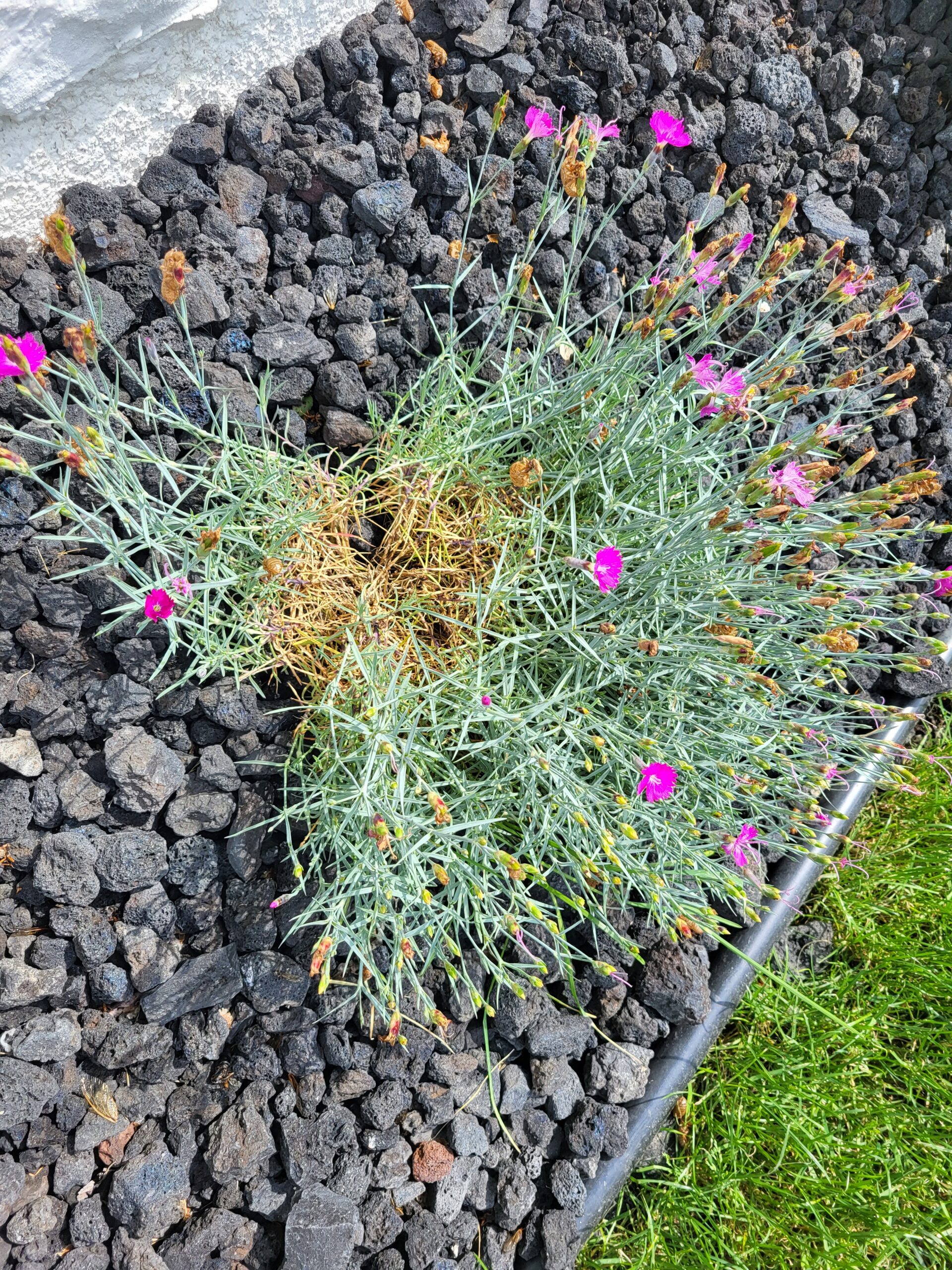 Dianthus needing deadheading