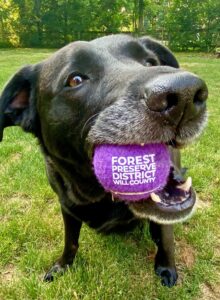 Pitch in Or Pedal with the Forest Preserve District
