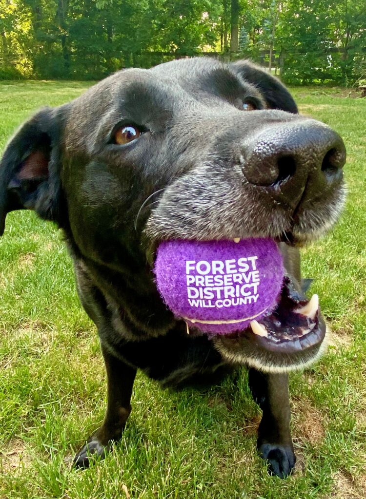 Sign up to help improve Messenger Marsh Dog Park in Homer Glen during a Dog Park Glow Up program from 9 a.m. to noon on Saturday, Oct. 11. (Forest Preserve photo)