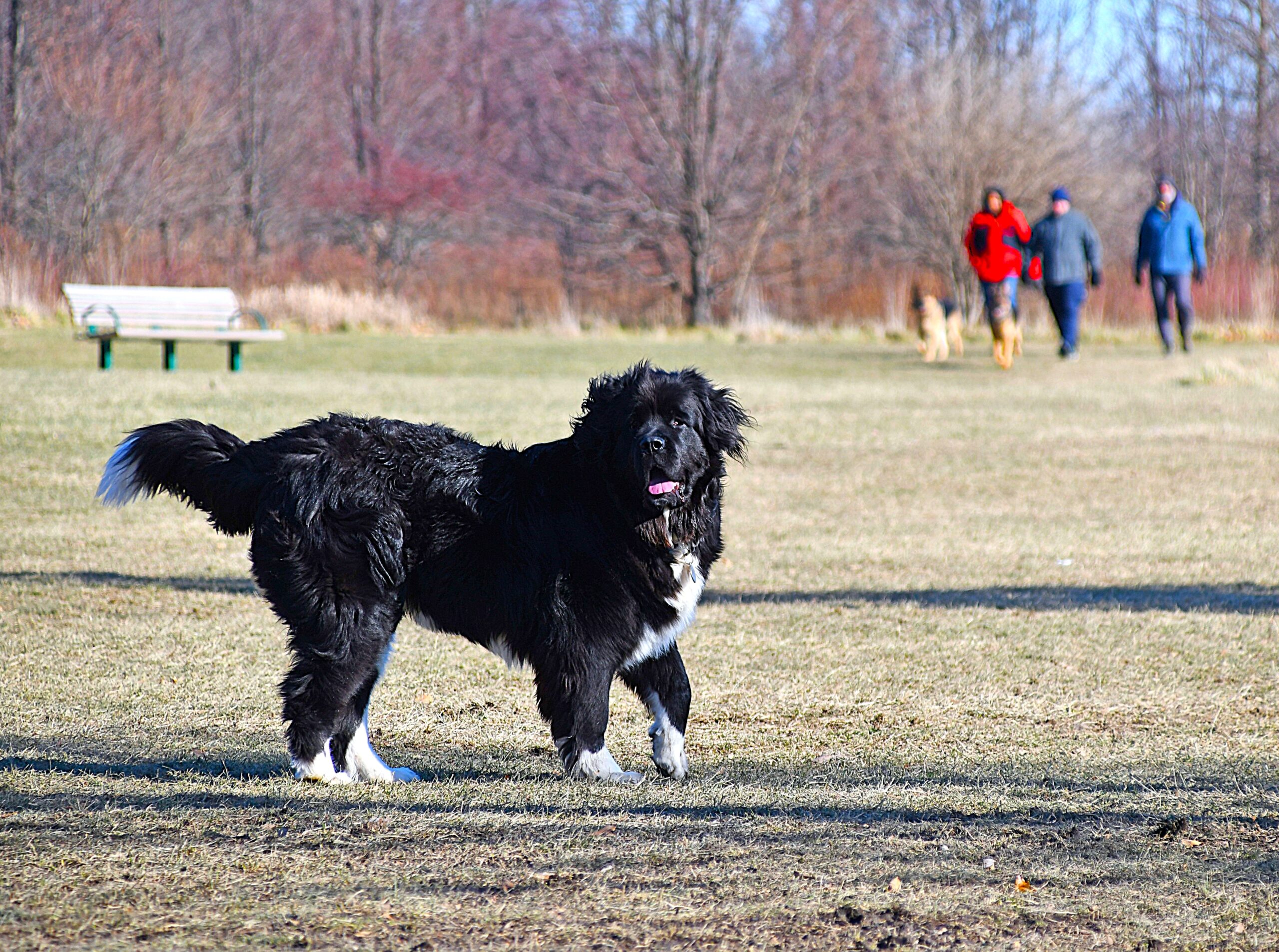 Enjoy a fun winter outing with your pup and some hot beverages during the Forest Preserve District of Will County’s Mutts and Mugs program on Feb. 2 at Forked Creek Preserve – Ballou Road Access near Wilmington. (Forest Preserve photo)