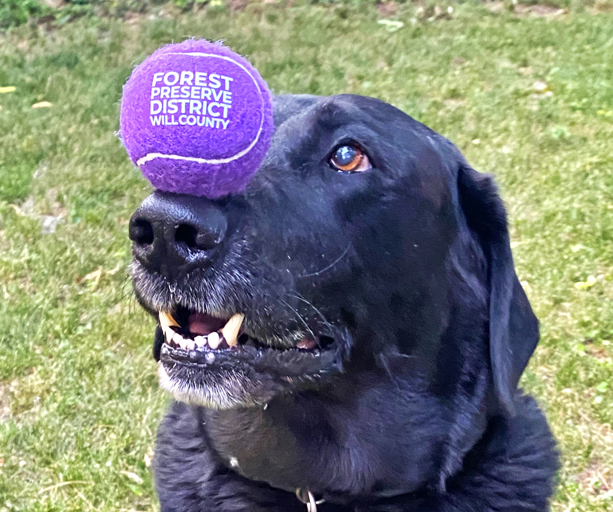 2024 Forest Preserve District of Will County dog park permits are now on sale. The permits are good at all six Forest Preserve off-leash dog parks. (Forest Preserve photo | Lydia Pond)